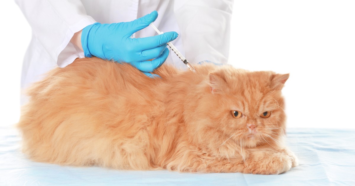 Cat Vaccination Schedule